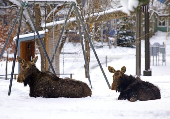 Daily News photographer Geoff Crimmins snapped the accompanying photo of the moose with a zoom lens