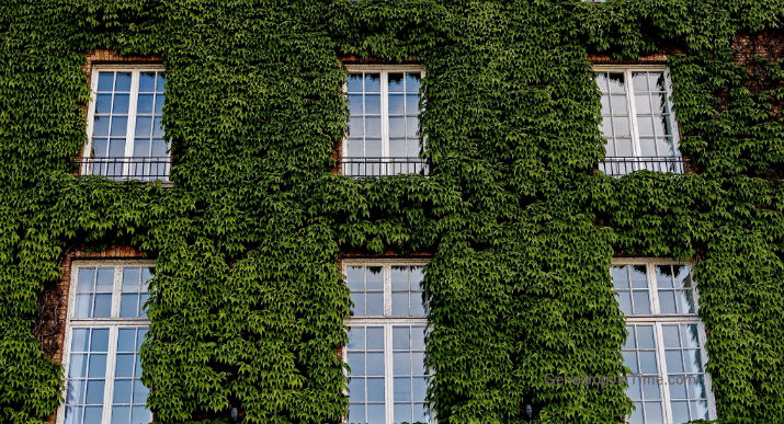 IvyCoveredWallw windows715