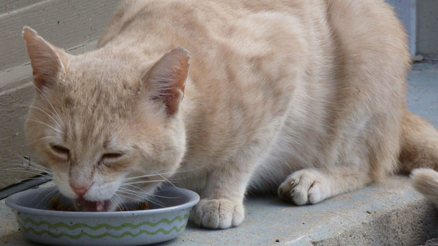 Cat eating 1564485846420 jpg 16026706 ver1 0 640 360