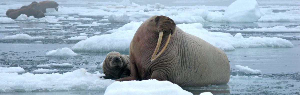 Walrus pup 2010 norseman sarah sonsthagen usgs